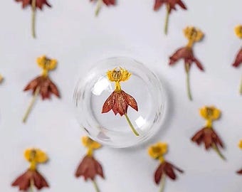 Coffee Yellow Pressed Flowers, Dried Orange Flowers, Craft Supply (12 PCS/Pack)