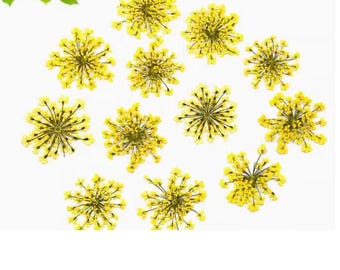 Fleurs séchées jaunes en dentelle : embellissements floraux pressés (10 PCS/paquet)