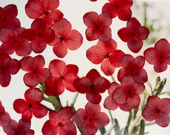 Pressed Flowers,Red Pressed Flowers,Set of 12 PCS, Pressed dried flower,Flat Flowers,Hydrangea dried flower petals,flower (2-3cm)
