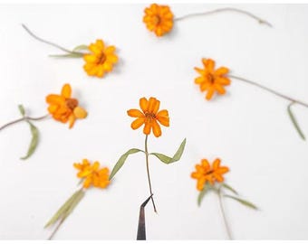 Orange Pressed Flowers, Resin Art Supplies, 8 PCS