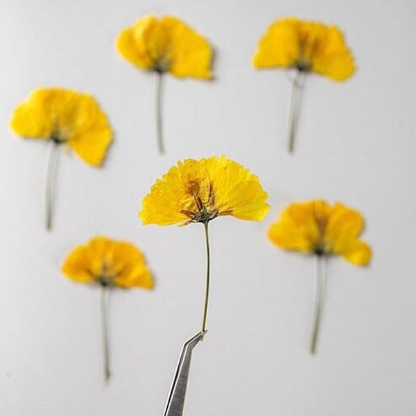 Pressed Flower,Yellow Cosmos sulphureus Pressed Flower,12 PCS/pack,Pressed Yellow Dried Flower,Pressed Flower Dry Natural Pressed Flowers