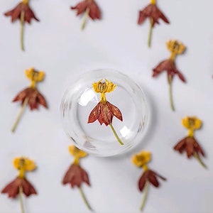 Pressed Flower,coffee yellow Pressed Flower,12 PCS/pack,Pressed Orange Dried Flower Real Pressed Flower Dry Natural Pressed Flowers