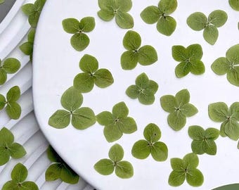 Pressed flower,green Pressed Hydrangea,dried flower,Set of 100 PCS,Real green dried flower petals,dried green flowers