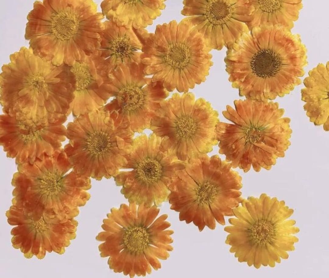 Orange Yellow Pressed Flowers: Dried Floral Embellishments (6 Pcs/pack ...