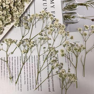 May include: Dried baby's breath flowers in white with green stems. The flowers are arranged on a white surface with text in the background.