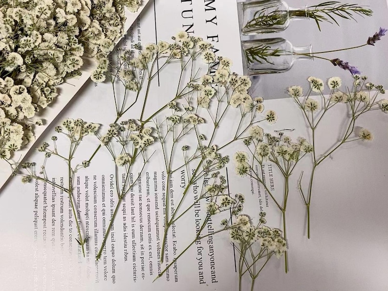May include: Dried baby's breath flowers in white with green stems. The flowers are arranged on a white surface with text in the background.