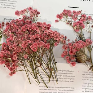 May include: A bunch of dried pink flowers with delicate, feathery blooms. The flowers are arranged on a white surface with text in the background.