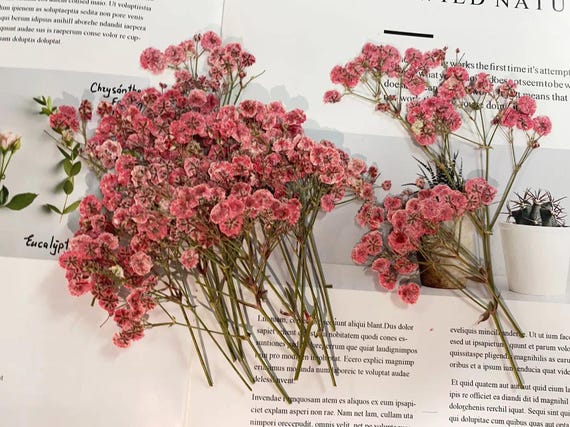 Deep Pink Dried Baby's Breath Flowers: Wedding Invitation Decor (20 PCS, 6-8CM)