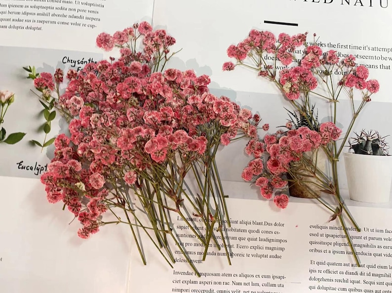 May include: A bunch of dried pink flowers with delicate, feathery blooms. The flowers are arranged on a white surface with text in the background.