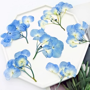Resin dried flower,Pressed flowers,6 PCS/Pack Dried Pressed blue Flower,flower Stems Real Pressed Hydrangea Flowers,dried flower
