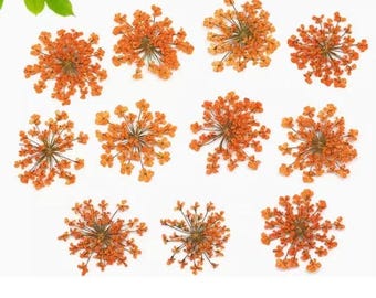 Orange Dried Lace Flowers - Pressed Floral Embellishments (10 PCS)
