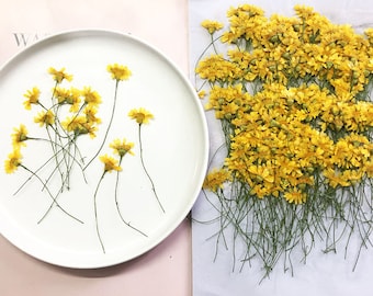 Bulk Pressed Jinmao Chrysanthemum Flower Stems - Floral Resin Art (12 PCS/Pack)