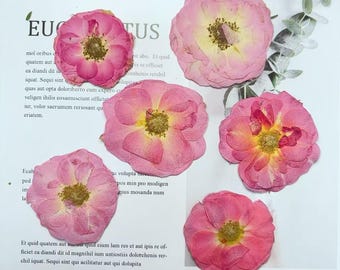 Pressed flowers,6 PCS/Pack,Pink Orange Rose dried Pressed flowers,rose Dried Pressed flowers, Pink Orange rose Holiday gifts