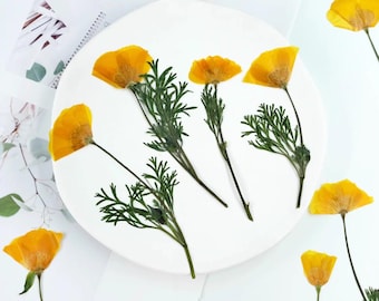 Flores prensadas de Eschscholzia californica: Juego de 6 flores amarillas secas