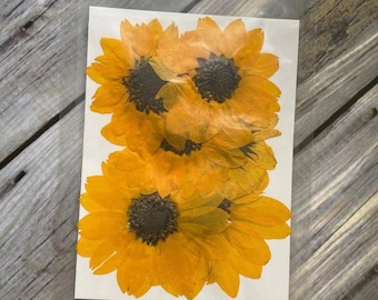 Può includere: Quattro fiori di girasole pressati e secchi in tonalità di giallo e arancio con centri marrone scuro. I fiori sono disposti su uno sfondo bianco.