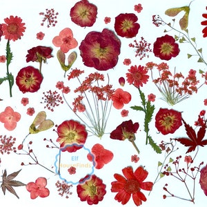 Pressed flowers,Red Pressed flower,A Pack of 100 PCS dried Pressed flowers,Red dried flower,Real Dried Pressed flowers ,dried flowers