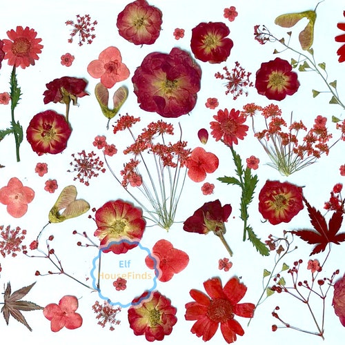 Pressed Flowersred Pressed Flowera Pack of 100 PCS Dried Etsy