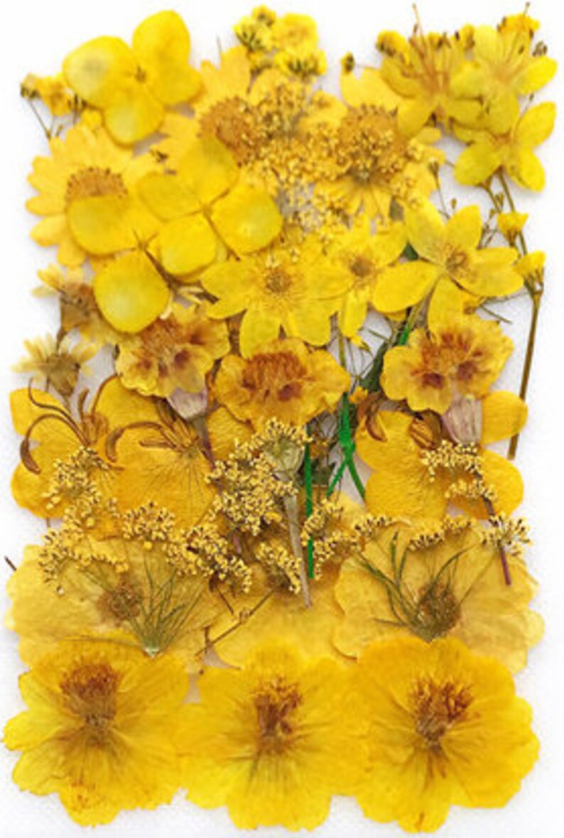Bulk Pressed Flowera Pack of 3640 PCS Dried Flat Flower Etsy UK