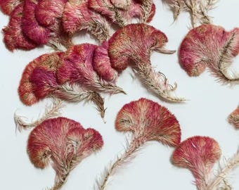 Pressed Red Cockscomb Flowers: Celosia Dried Flowers (12 PCS/Pack)