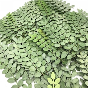May include: A pile of dried green leaves, arranged in a pattern of branches with small oval leaves. The leaves are a light green color and have a natural, dried texture.