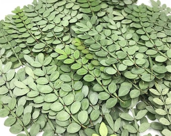Dried Pepper Tree Leaves 12PCS, Pressed Botanicals, Village Craft (4-6cm)