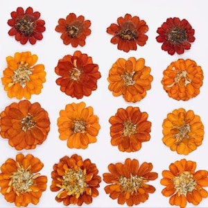 Caramel Pressed Flowers, 6 PCS Dried Flower Stems, Craft Supplies
