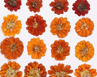 Caramel Pressed Flowers, 6 PCS Dried Flower Stems, Craft Supplies