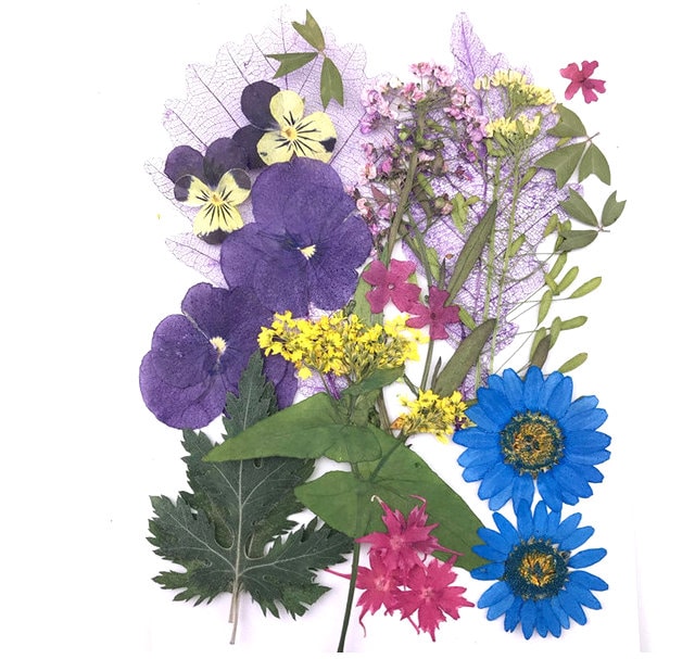 Dried Flowers Bulk Pressed Flowera Pack of 1825 PCS Dried Etsy