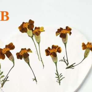 Pressed Flower,Marigold Pressed Flower,12 PCS/pack,Pressed Orange Dried Flower Stem Real Pressed Flower Dry Natural Pressed Flowers