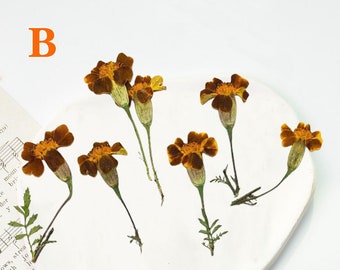 Pressed Marigold Flowers: Natural Dried Flower Stems, 12 PCS