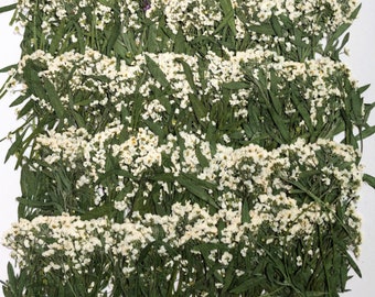 Set of 12 PCS,Pressed Dried Purple, white Alyssum Flower Stem Real Pressed Flowers Dry Natural Preserved Flowers Stems Flat Flower Stems