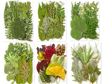 Foglie vere pressate: abbellimenti botanici essiccatiFiori secchi pressati