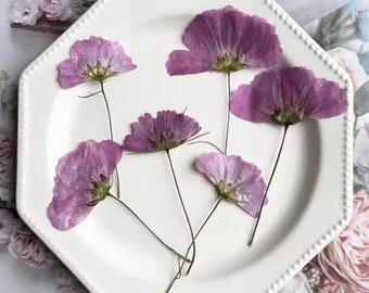 Flor prensada de Cosmos sulphureus (paquete de 6 unidades), tallo de flor seca morada prensada, flor prensada real, flores prensadas naturales y secas.