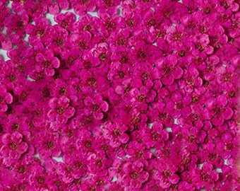 Flores prensadas, flores prensadas de color rojo rosa, 20 piezas/paquete, flor de color rojo rosa, flor seca de color rojo rosa, flor de narciso, flor pequeña de color rojo rosa (0,5-0,8 cm)