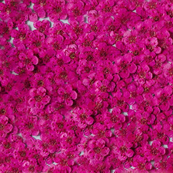 pressed flowers,rose red pressed flowers,20 PCS/Pack,purple red flower Dried flower,Narcissus flower,Small rose red flower(0.5-0.8cm)