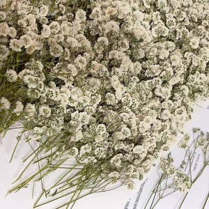 May include: A bunch of dried baby's breath flowers with white blossoms and green stems. The flowers are arranged in a loose, natural cluster.