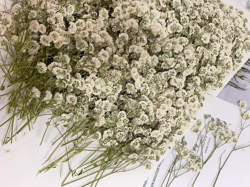 May include: A bunch of dried baby's breath flowers with white blossoms and green stems. The flowers are arranged in a loose, natural cluster.