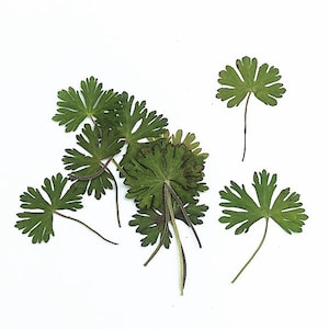 Set da 10 pezzi di foglie vere pressate, foglie verdi pressate, fiori di Centella asiatica, foglie verdi, foglie vere floreali, steli di fogliame verde (3-4 cm)
