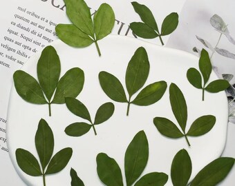 Pressed flowers for resin 12 PCS/Pack,Yingchun Leaf Pressed Leaves,Dried Pressed Flower Green Dry leaf, Green leaf,dry flower for resin