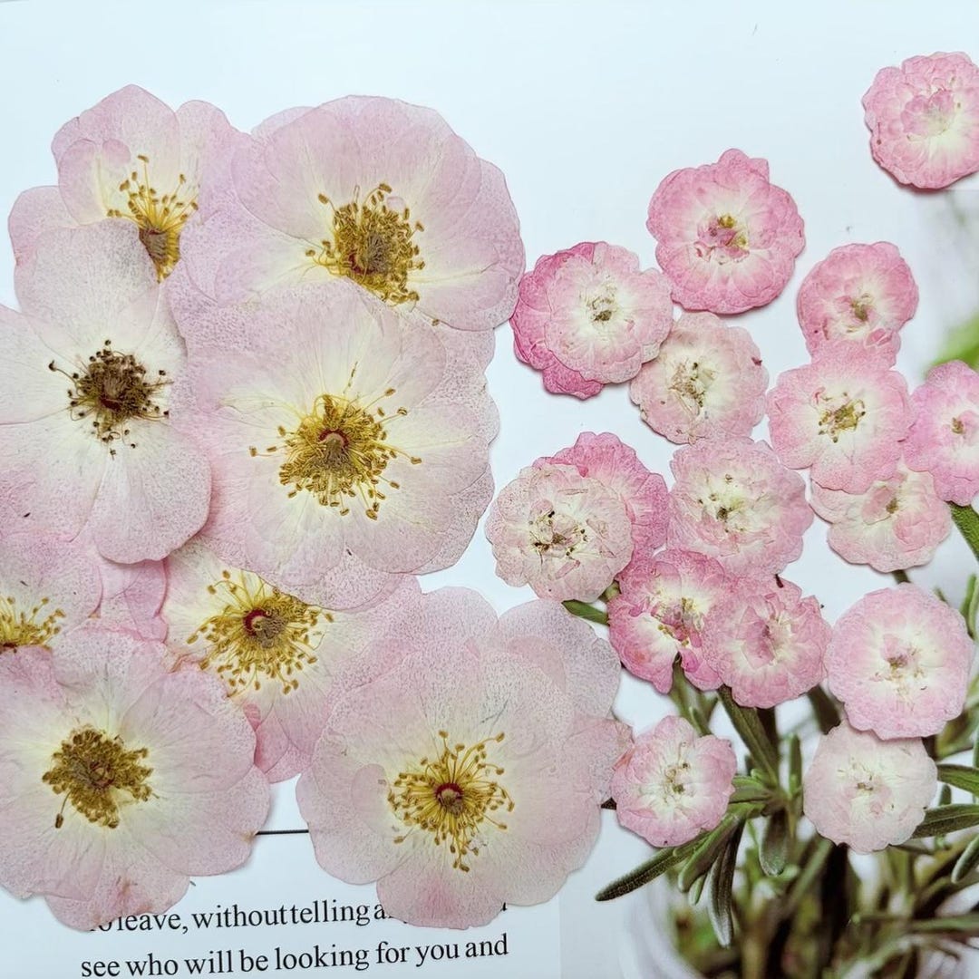 Rose Pressed Flowers,a Pack of 8 PCS Dried Pressed Flowers,dried Flower ...