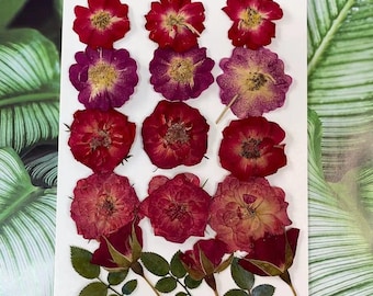 May include: A sheet of pressed, dried flowers in shades of red and purple. The flowers are arranged in rows and include roses and rose buds.