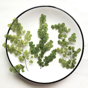 May include: Three sprigs of preserved green ferns arranged on a white plate with a black rim.