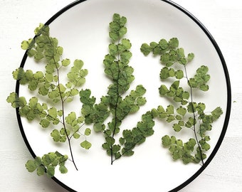 A Pack of 8 PCS Real Pressed Leaves,Adiantum Fern Pressed Green Leave flower ferns green leaves Floral real leaf flower Greeny Foliage Stems