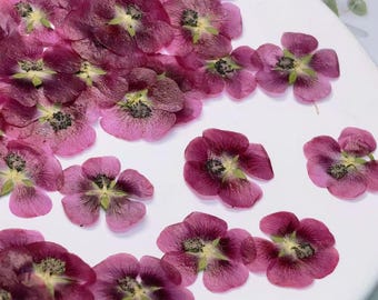 Flores prensadas de color rosa púrpura, 12 piezas/paquete de flores prensadas secas, flores secas, flores prensadas secas de color rosa intenso, regalos navideños rosas (2-3 cm)