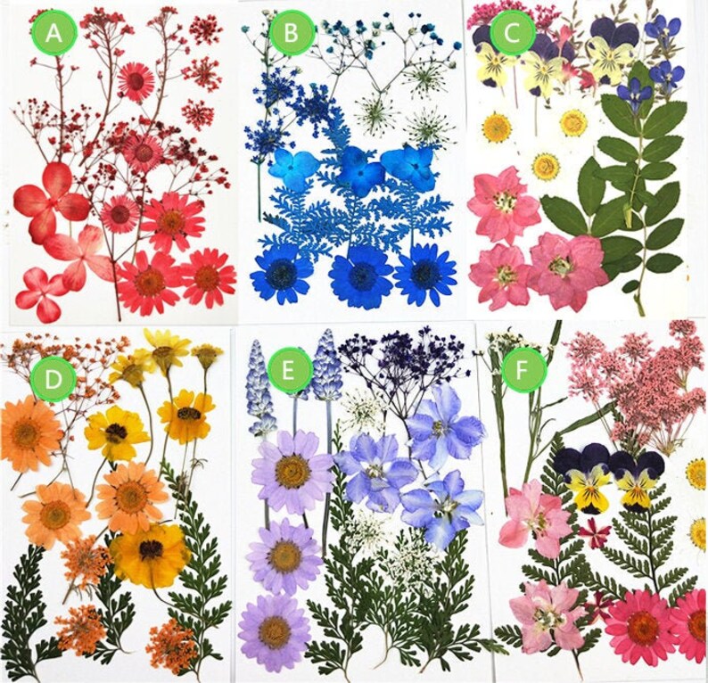 Bulk pressed flowerA Pack of 1522 PCS dried flat flower Etsy