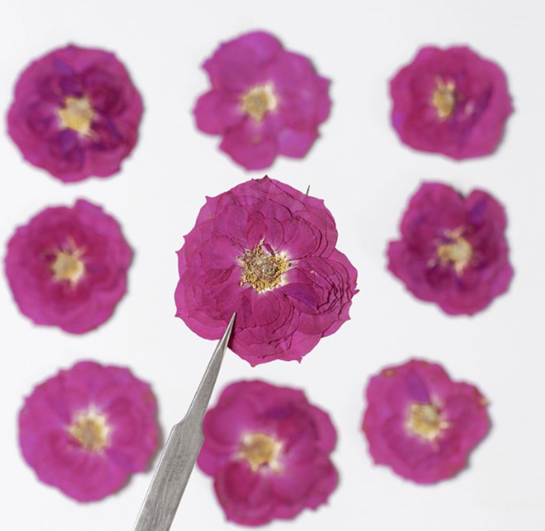 Purple Dried Flowers,rose Red Rose 6 PCS/ Pack,bulk Pressed Flower