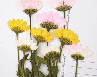 Fiori di crisantemo pressati: fornitura floreale in resina (10 pezzi)