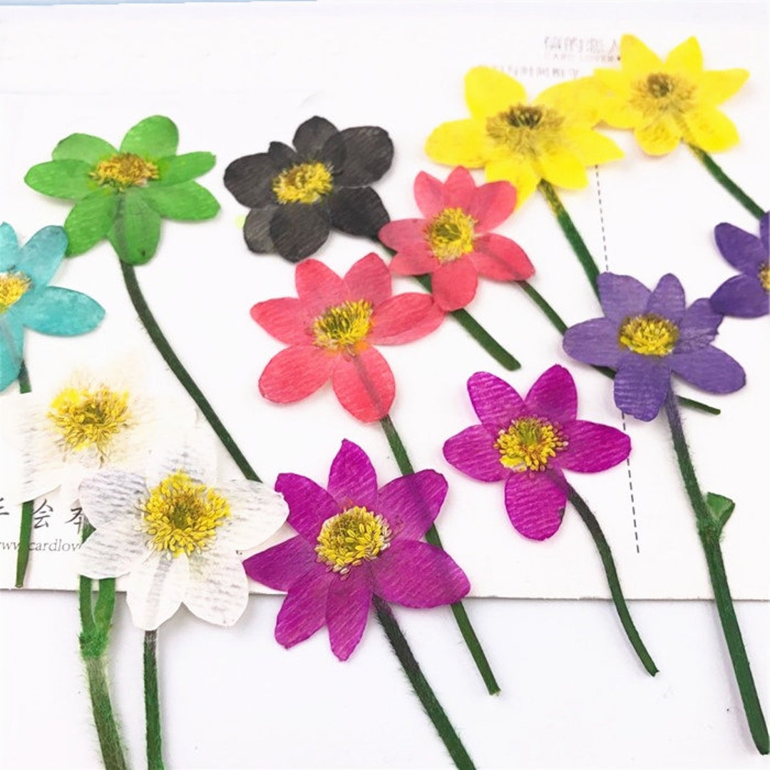 Set of 8 PCS Dried Flower Anemone Dried Flowerpressed Flat Etsy