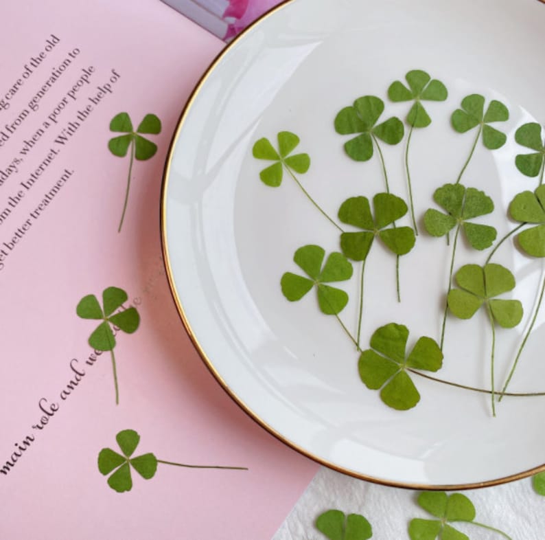 May include: A white plate with a gold rim, containing several pressed four-leaf clovers. The clovers are arranged in a random pattern on the plate. There are also several four-leaf clovers scattered on a pink surface.
