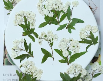 Couronne de mariée Spirée, fleurs pressées : art du scrapbooking, lot de 6 fleurs séchées, fleurs pressées